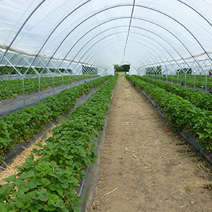 農(nóng)業(yè)大棚